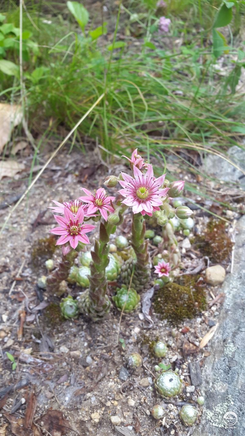 Мои суккуленты в цвету