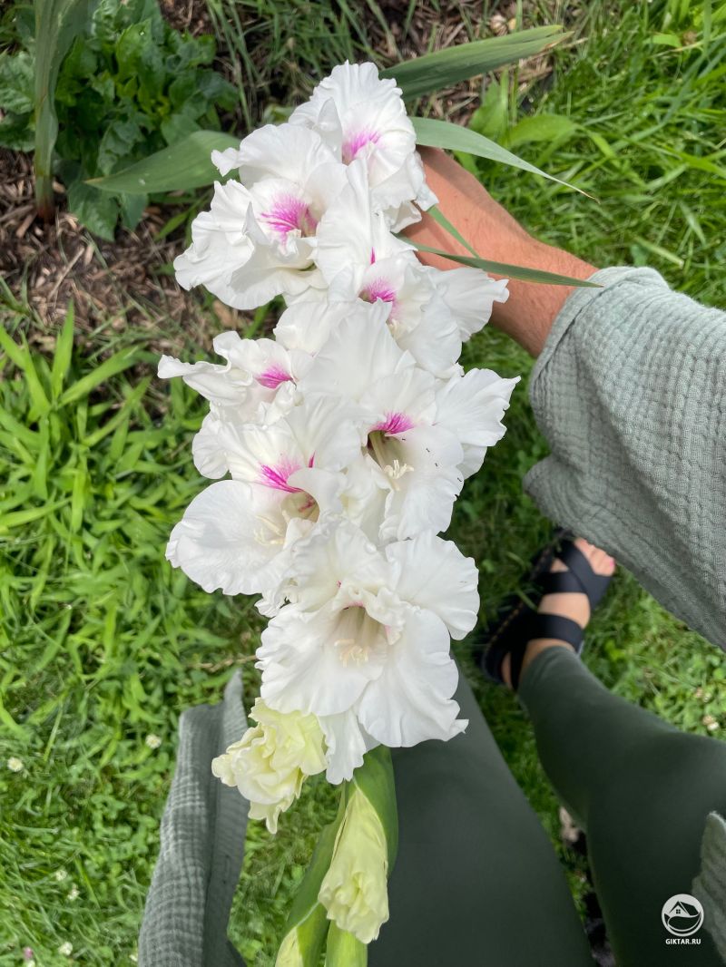 Покупали пурпурный, а вырос белый гладиолус