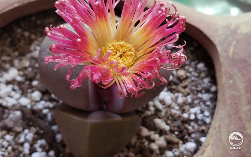 Литопс зацвел.