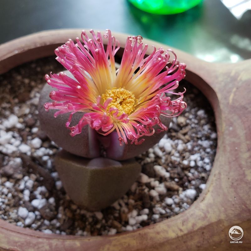 Литопс зацвел.