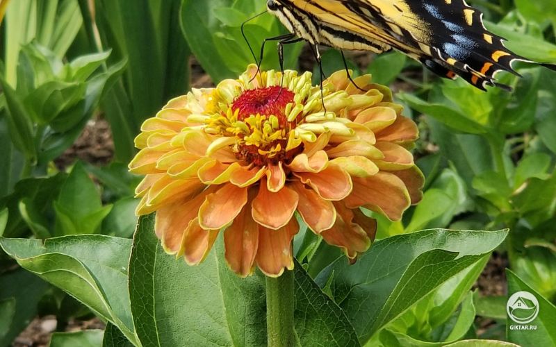 Бабочка парусник на цветке циннии