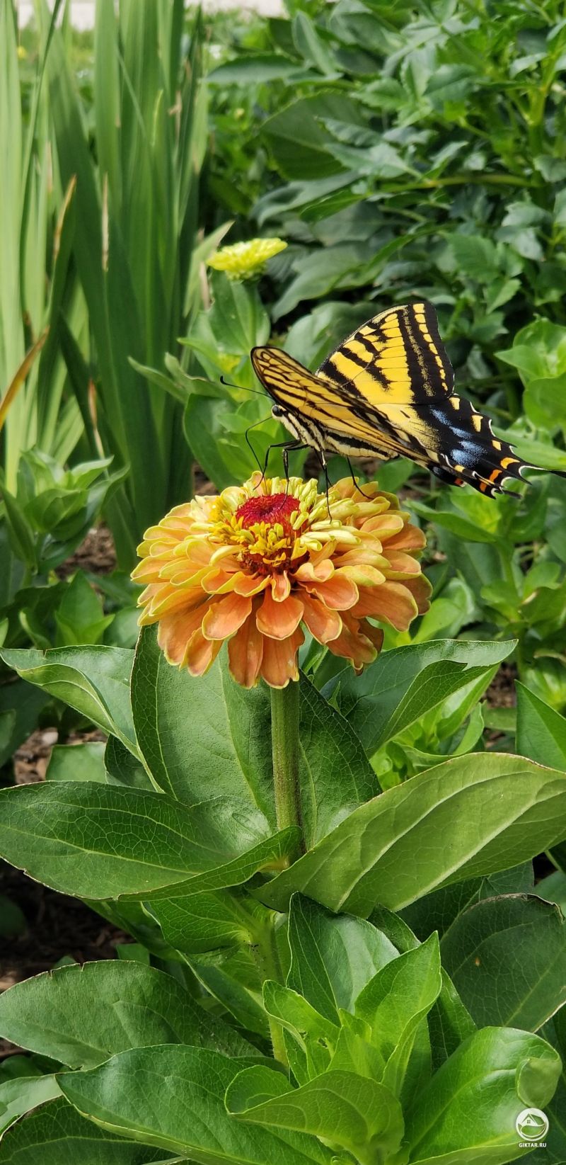 Бабочка парусник на цветке циннии