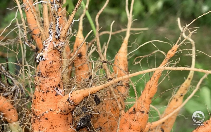 Мицелий на морковке