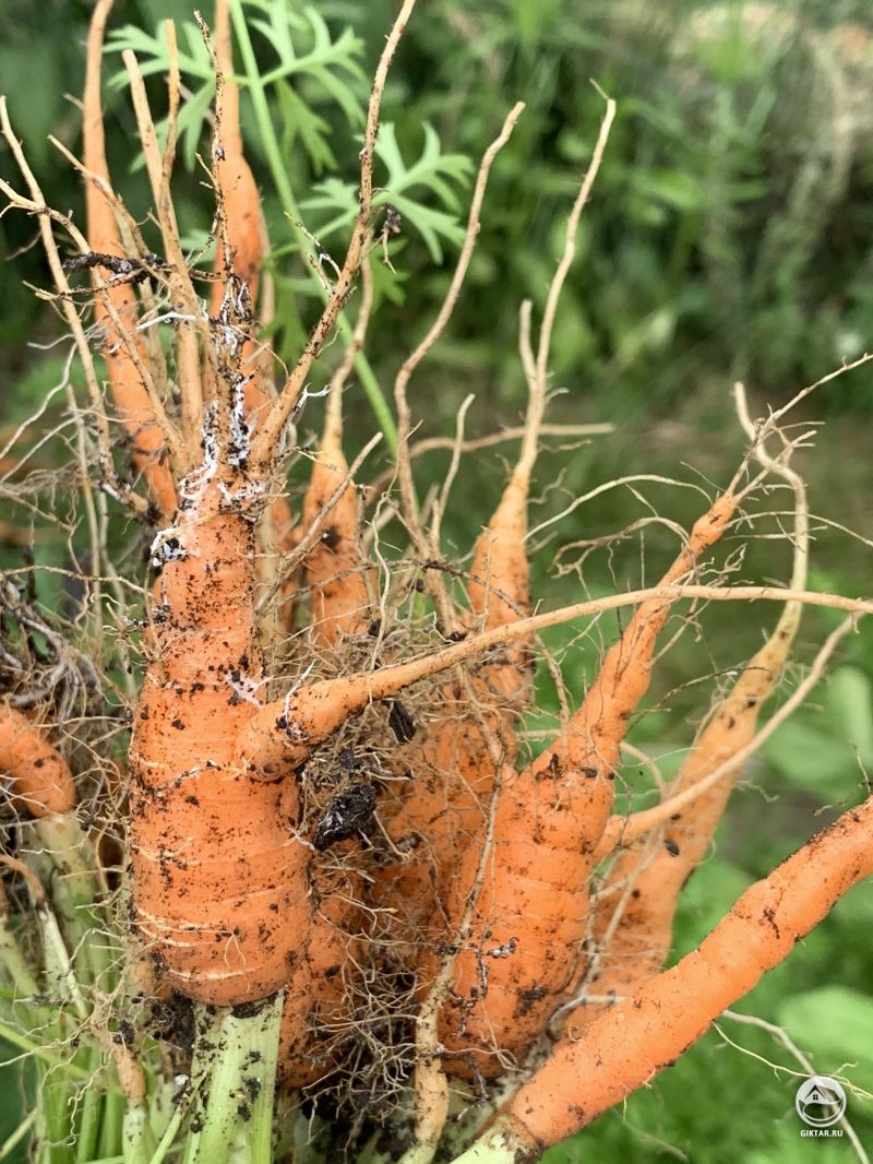 Мицелий на морковке