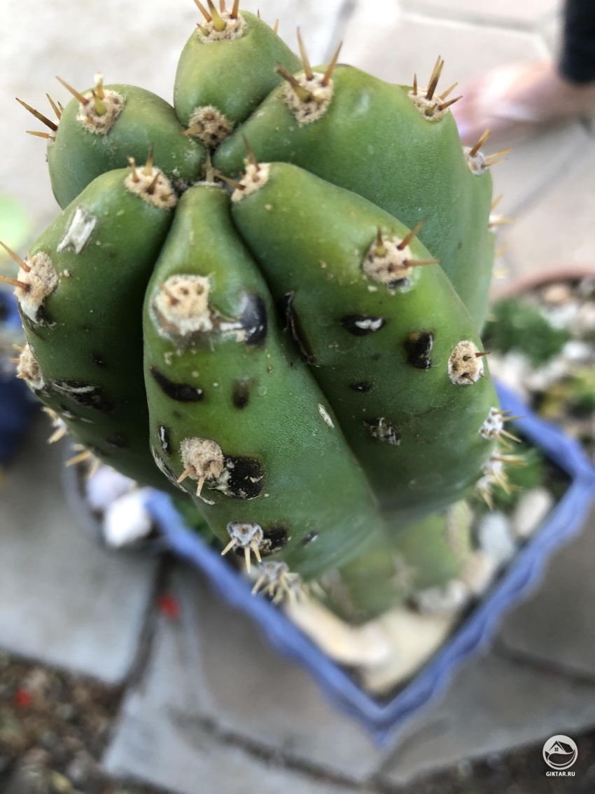 Кактус покрылся черными пятнами. Что это? Что делать?