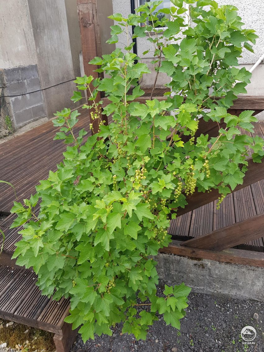 Что это за растение ?