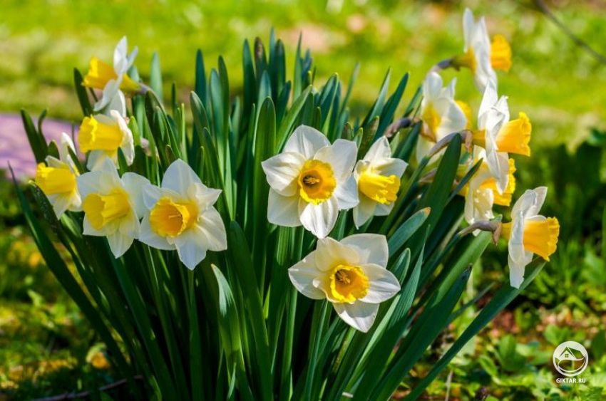 Нарциссы. Цветение Нарциссы. Цветение