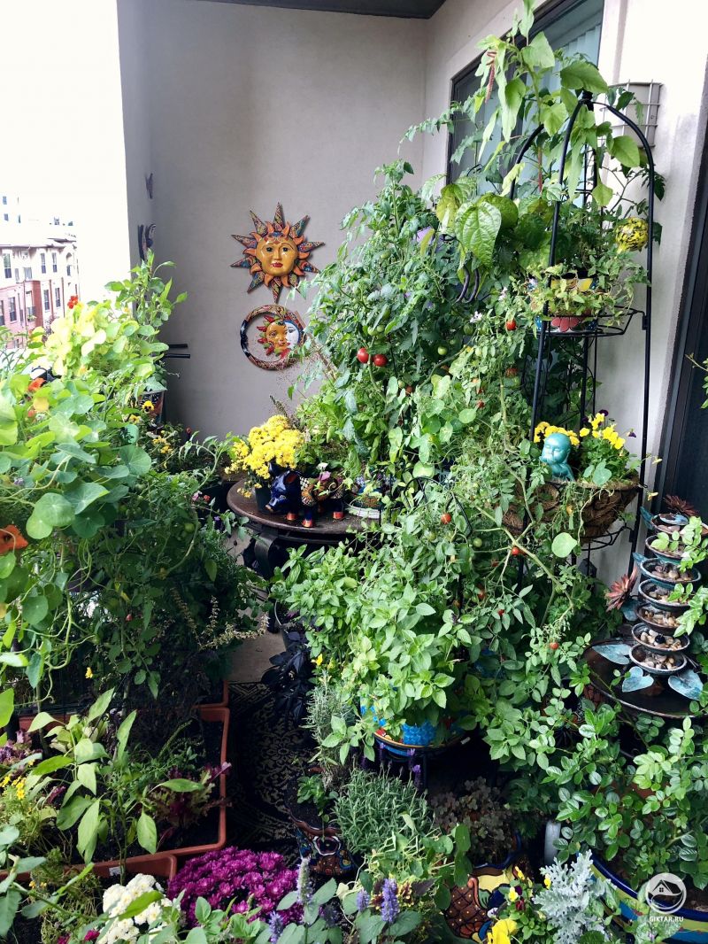 Мой балконный сад