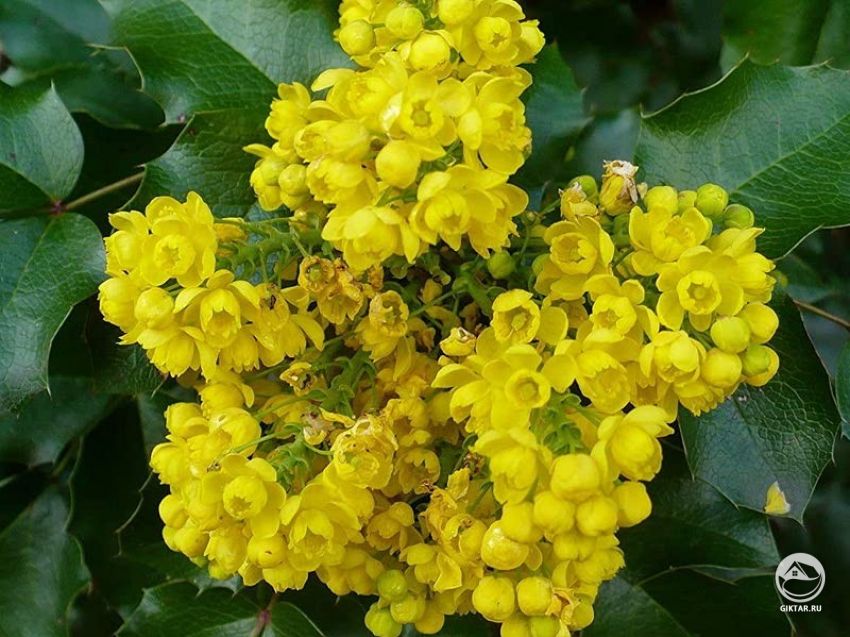 Цветки магонии падуболистной Цветки магонии падуболистной
