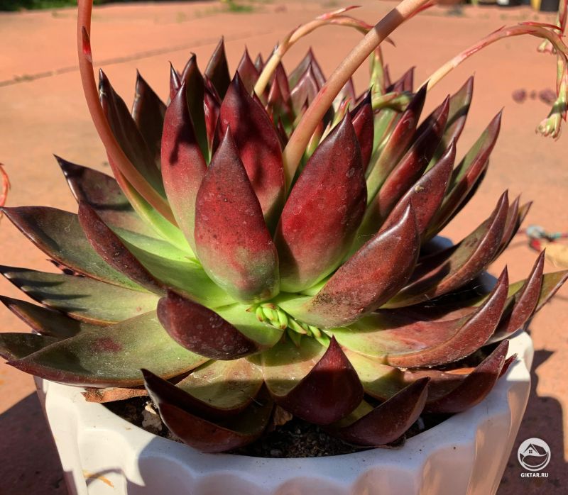 Эхеверия "Любитель огня"