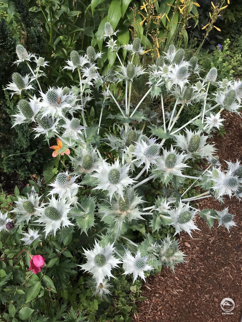 Мисс Уилмотт порадовала нас своим присутствием