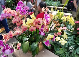 Орхидеи в Ботаническом саду.