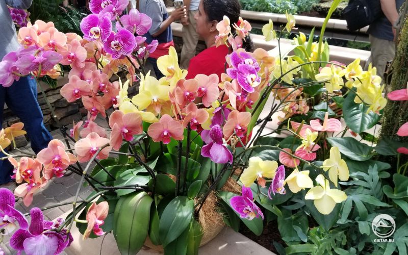 Орхидеи в Ботаническом саду.