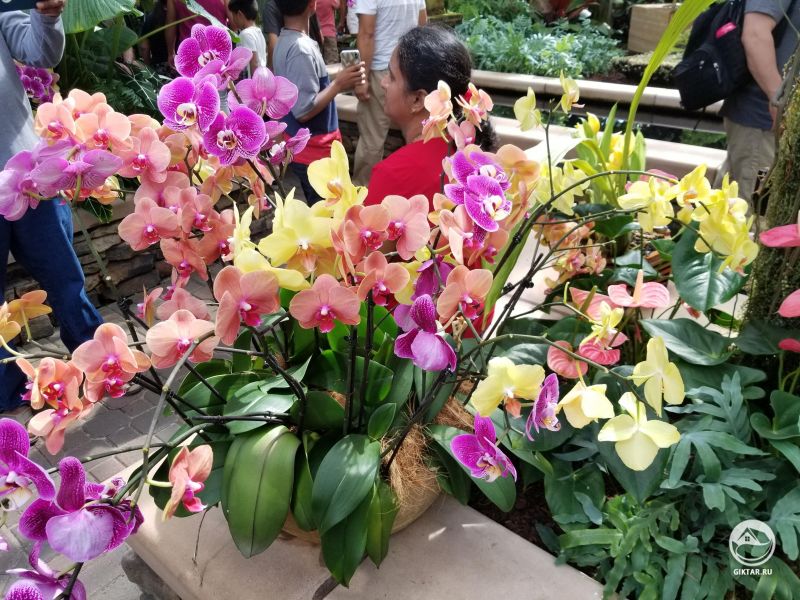 Орхидеи в Ботаническом саду.