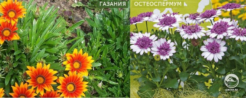 Газания и Остеоспермум: различия Газания и Остеоспермум: различия в листьях