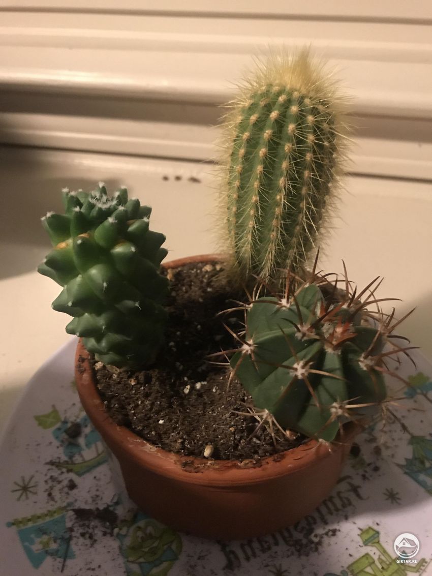 Кто-нибудь знает, как называются эти кактусы ?