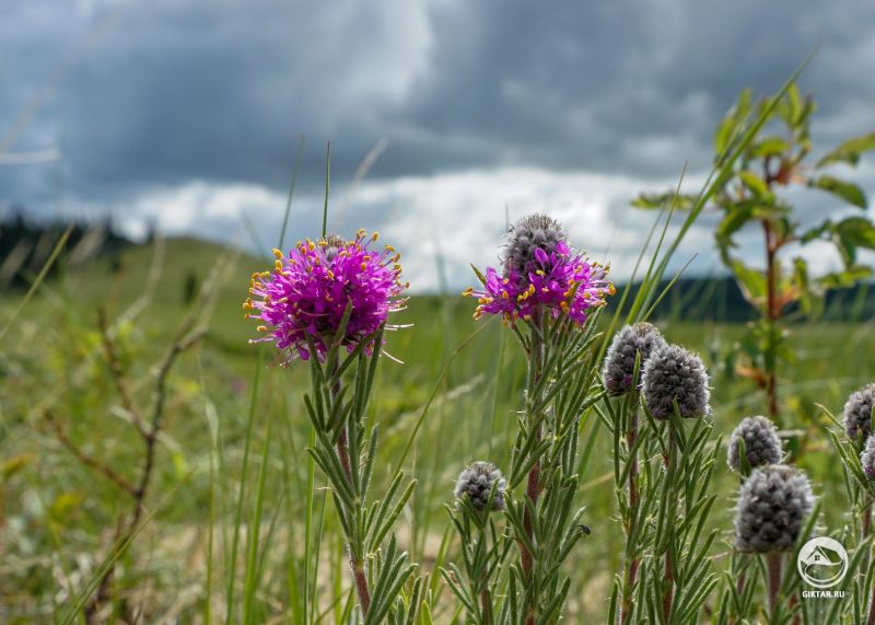 Далея пурпурная