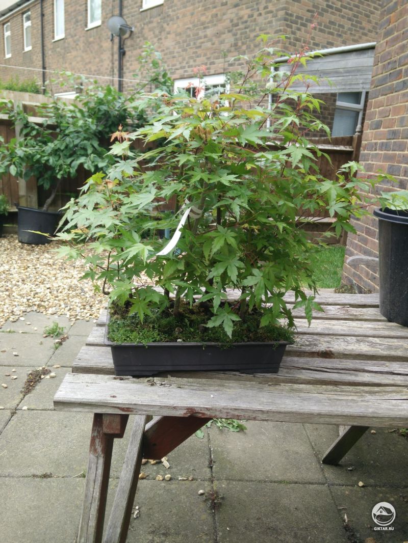 Кленовый лес - бонсай в стиле "роща"