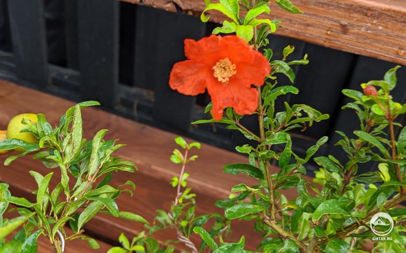 Гранат бонсай. Цветение.