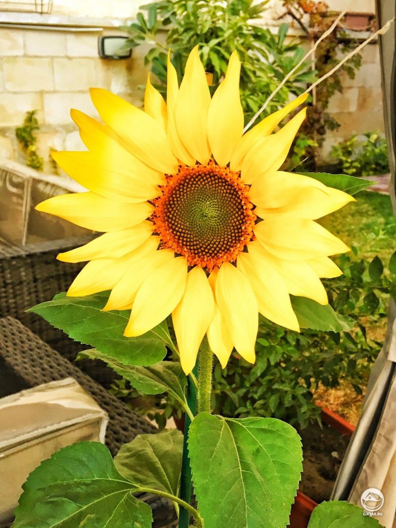 Мой подсолнух - идеальная симметрия ядра.