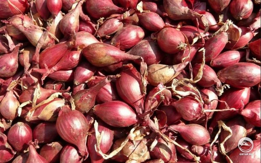 Лук-шалот: луковицы Лук-шалот: луковицы