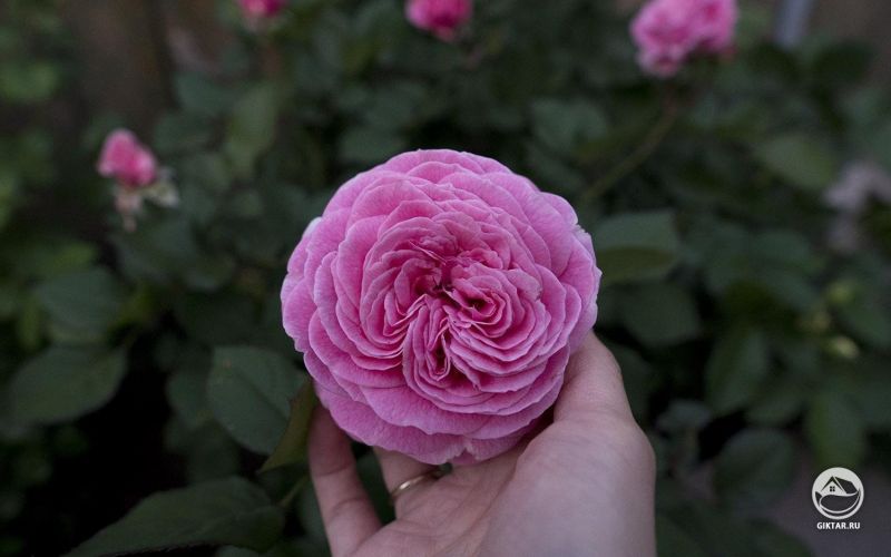 Роза, посаженная в конце лета прошлого года,  зацвела.  Роза флорибунда &quot;Летняя Романтика&quot; .