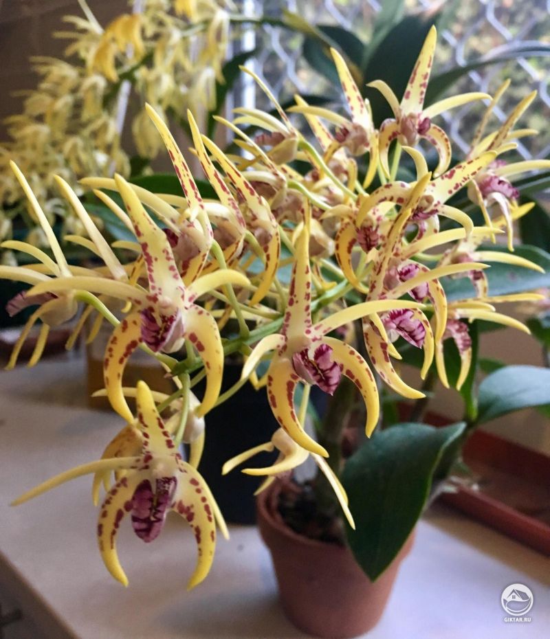 Дендробиум из семян