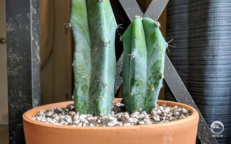 Миртиллокактус геометрический