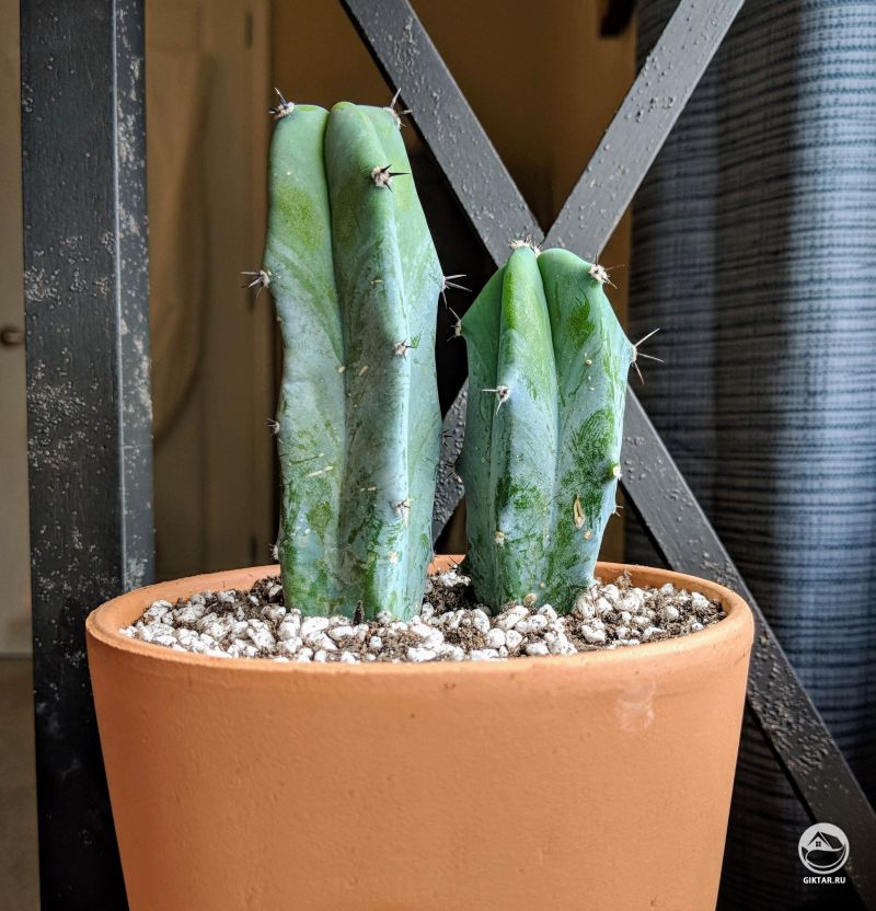 Миртиллокактус геометрический