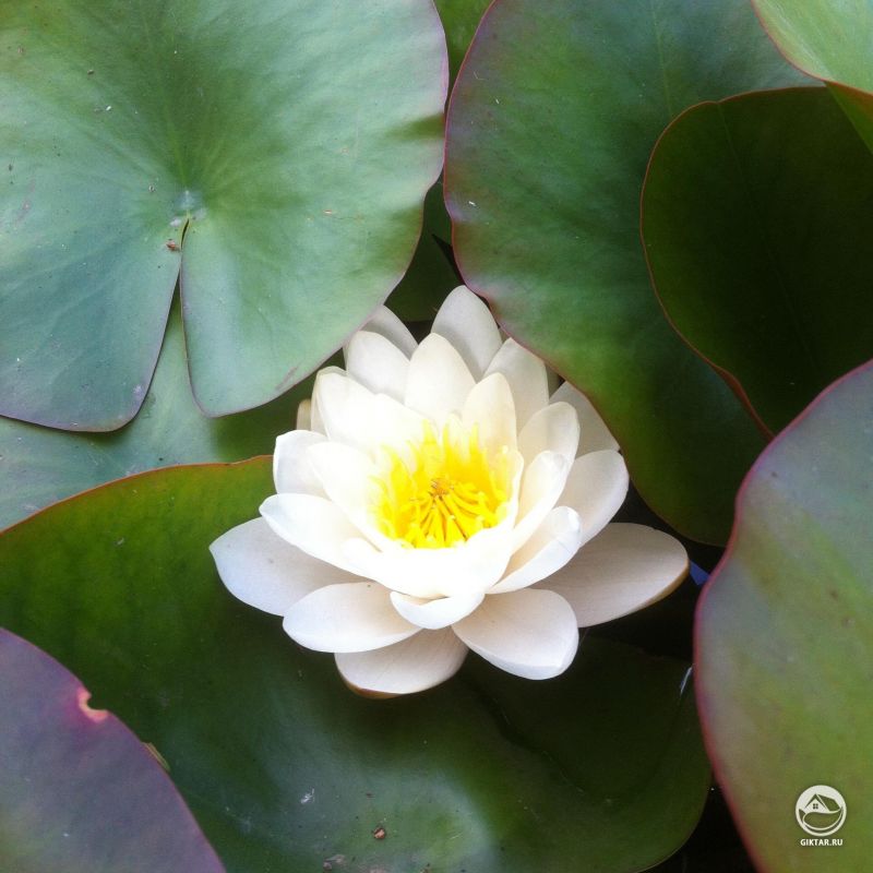 Эта маленькая красавица пряталась в глубине сада