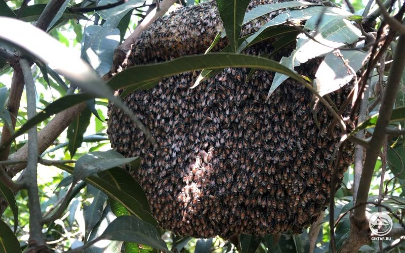 Пчелиный рой сделал улей на манговом дереве.