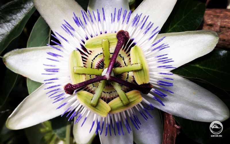 Пассифлора, или страстоцвет.