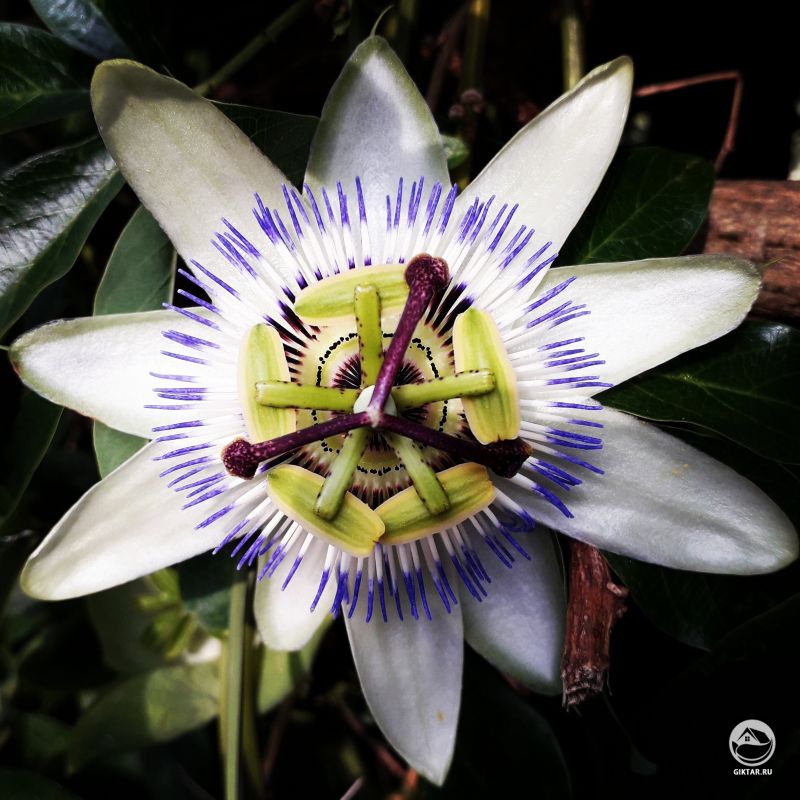 Пассифлора, или страстоцвет.