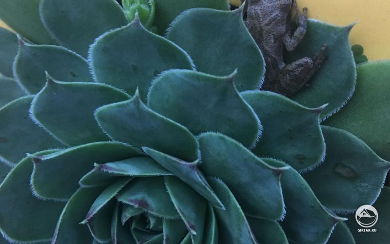 Лягушка на моем суккуленте