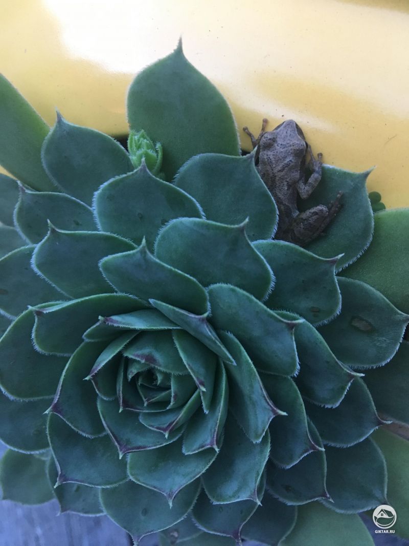 Лягушка на моем суккуленте