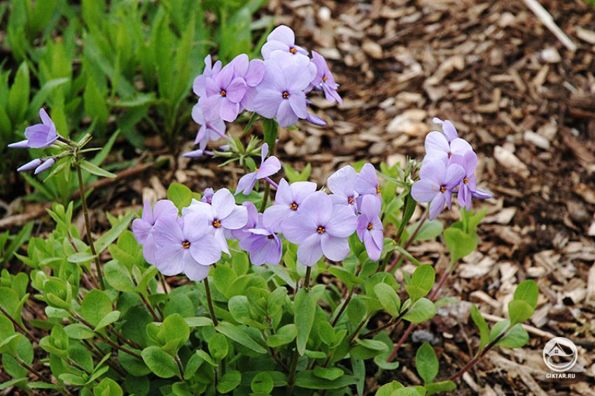 Флокс столоносный ползучий