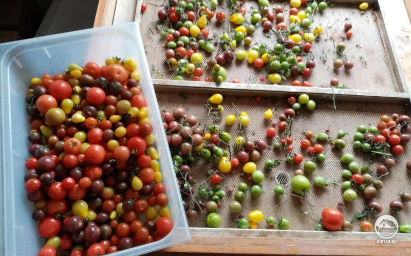 Урожай томатов