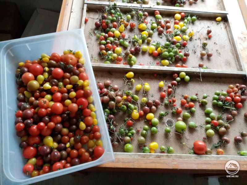 Урожай томатов