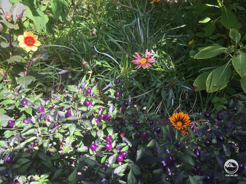 Цветы и ягоды