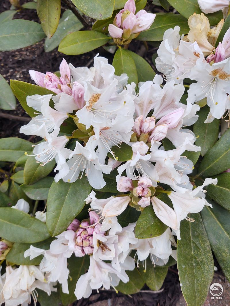 Цветущий рододендрон