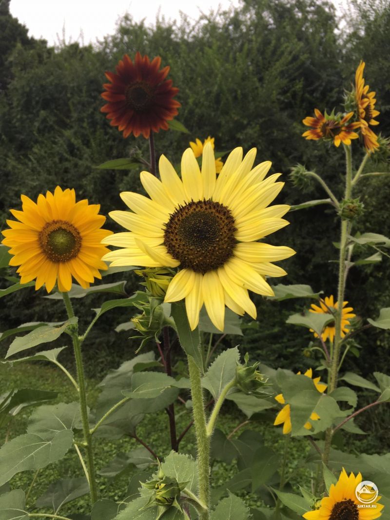 Партия подсолнухов!