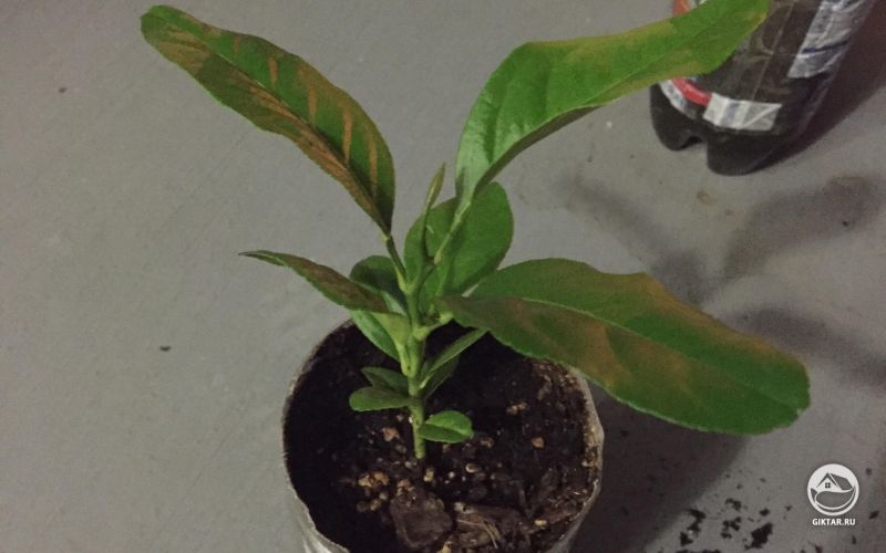 Лимон из семечки.