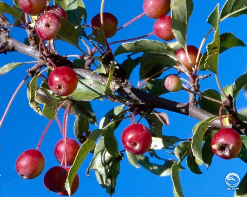 Плоды декоративной яблони