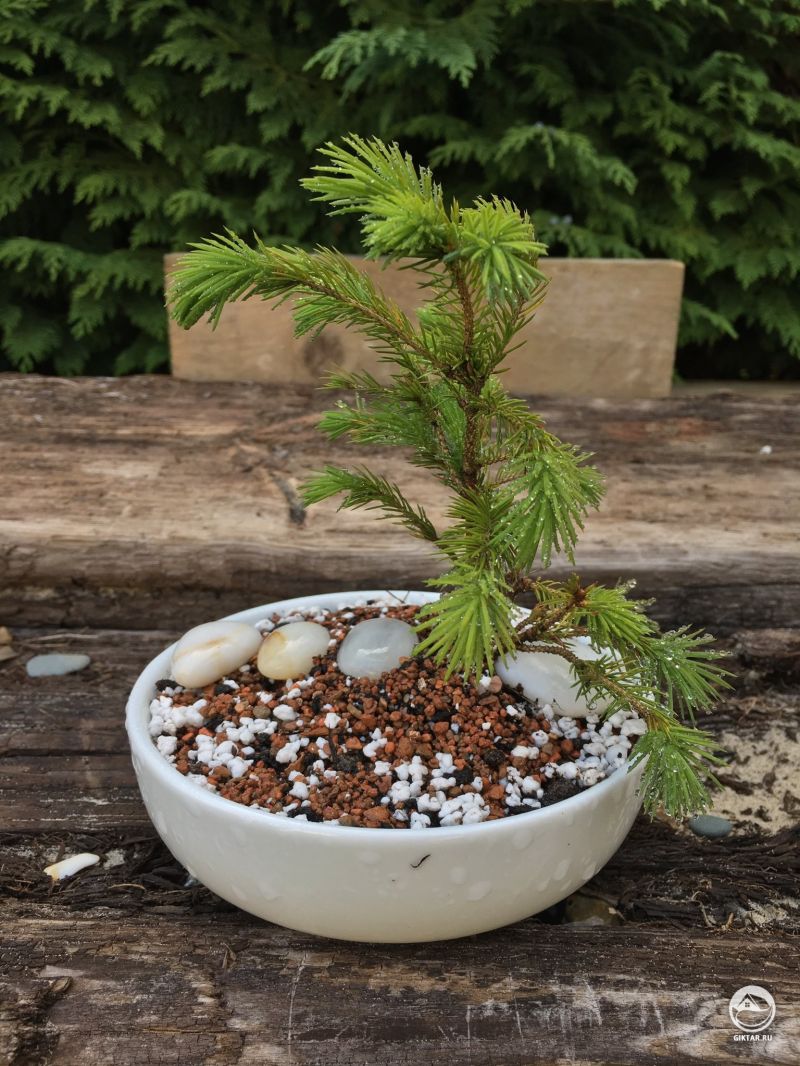 Пытаюсь спасти эту маленькую сосну