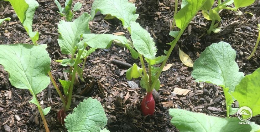 выращивание редиса на компостной куче