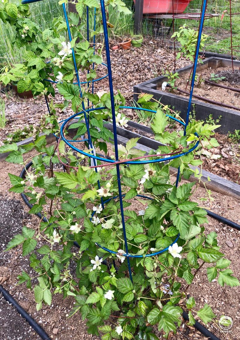 Бойзенова ягода цветет