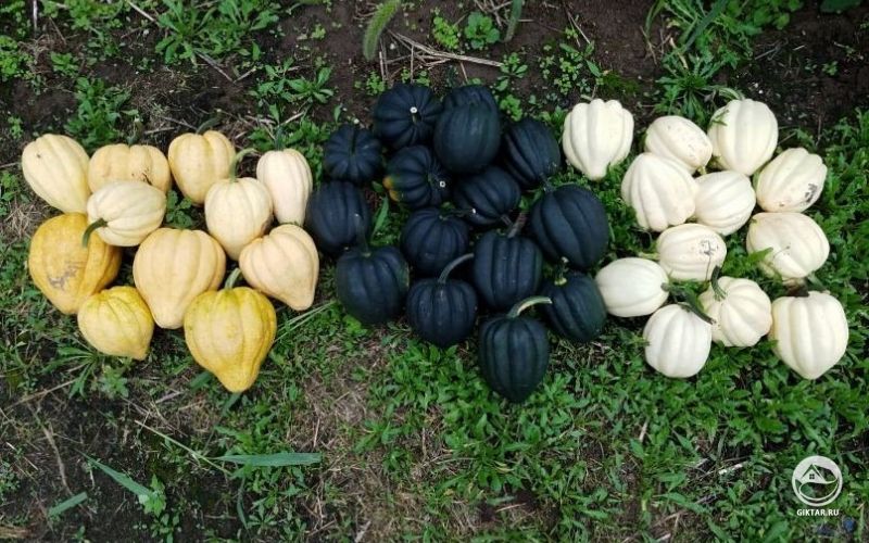 Урожай тыквы трех сортов : Mashed Potatoes, Black Bellota, Thelma Sanders.