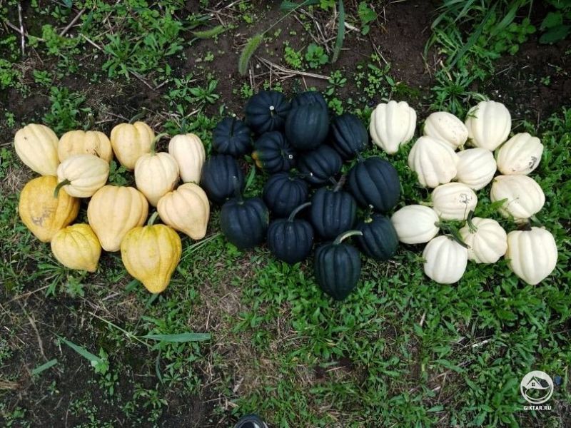 Урожай тыквы трех сортов : Mashed Potatoes, Black Bellota, Thelma Sanders.