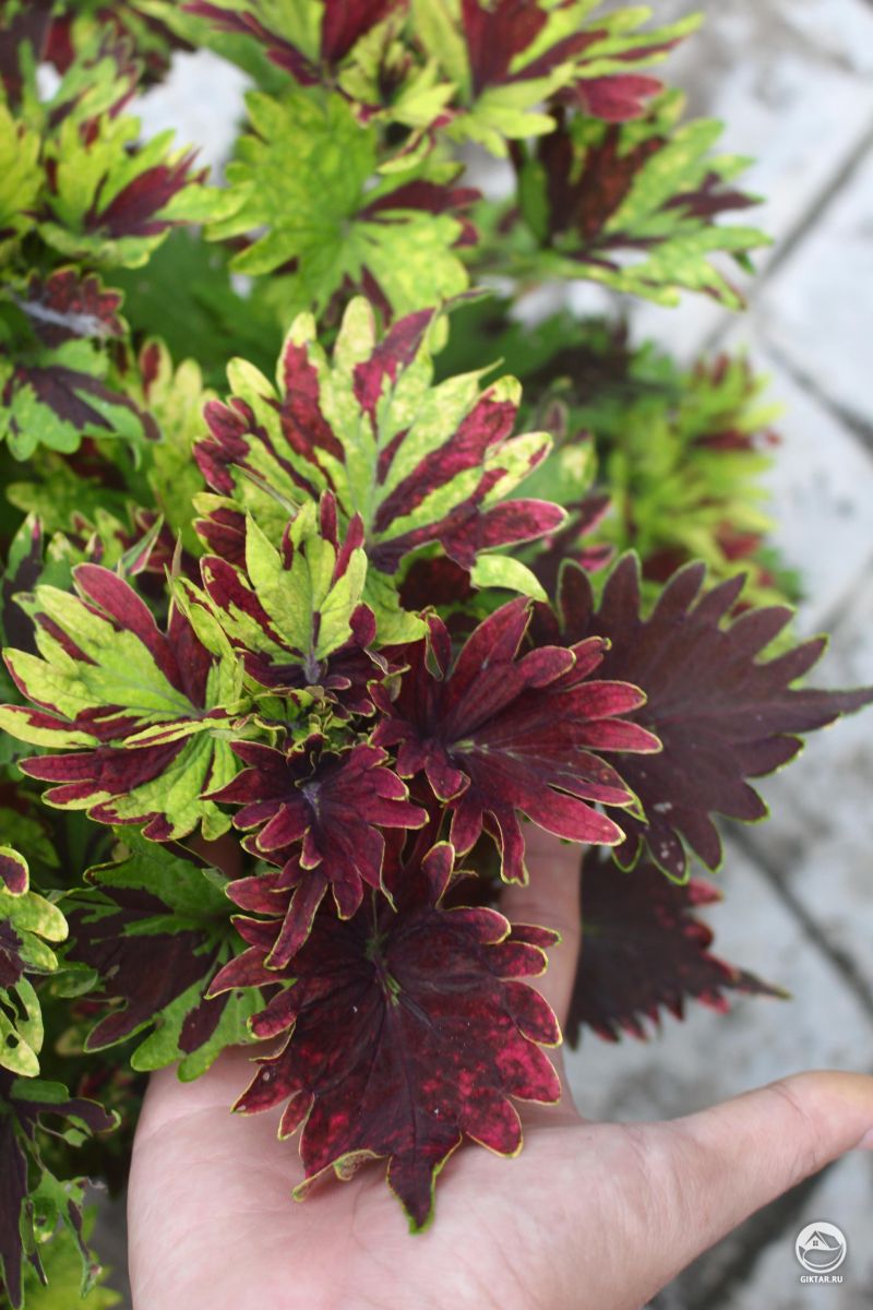 Колеус декоративный