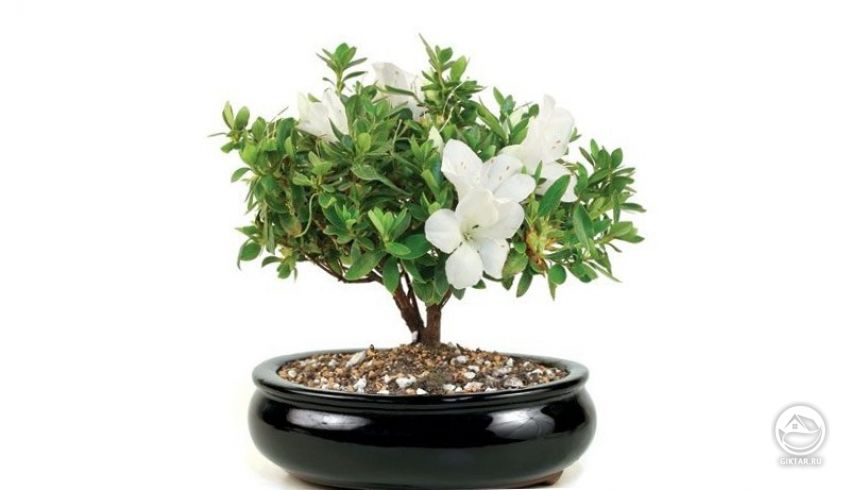 Магнолия звездчатая. Бонсай. Магнолия звездчатая. Бонсай.